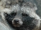 Енотовидная собака. Фото с сайта: img-fotki.yandex.ru 
