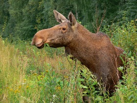 Парк "Лосиный остров". Фото: с сайта www.risingsun.ru